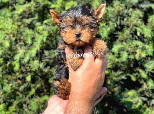 Safkan Yorkshire Terrier Erkek Yavrumuz görsel