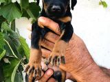 Erkek Dişi Doberman Yavrular