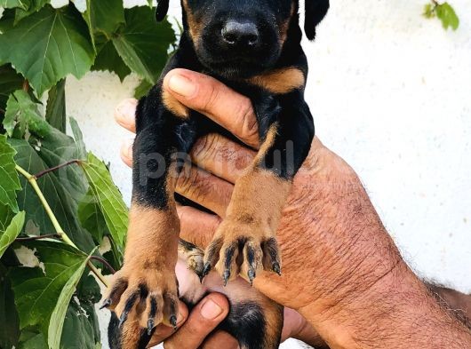 Erkek Dişi Doberman Yavrular görsel