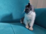 Bi Color Exotic Shorthair Erkek Yavru