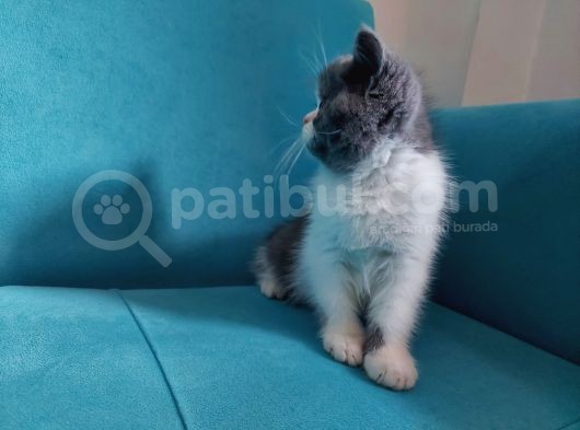 Bi Color Exotic Shorthair Erkek Yavru görsel