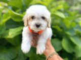İstanbul Sevimli Maltese Terrier