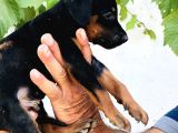 Erkek Dişi Doberman Yavrular
