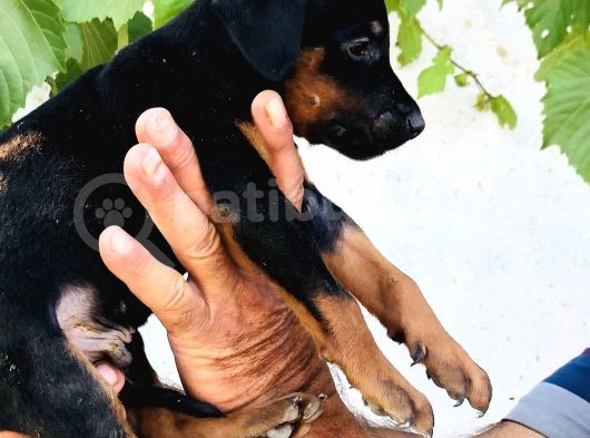 Erkek Dişi Doberman Yavrular görsel