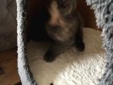 İstanbul Brittish Shorthair