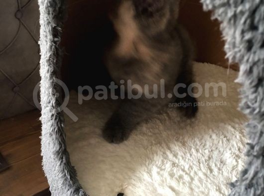 İstanbul Brittish Shorthair görsel