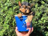 Safkan Yorkshire Terrier Erkek Yavrumuz