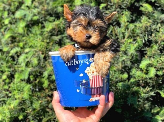 Safkan Yorkshire Terrier Erkek Yavrumuz görsel
