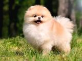 Irk ve Sağlık Garantili Pomeranian Boo Yavrularımız