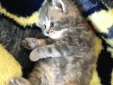 İstanbul Scottish Fold