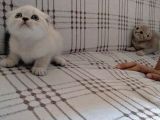 İstanbul Scottish Fold