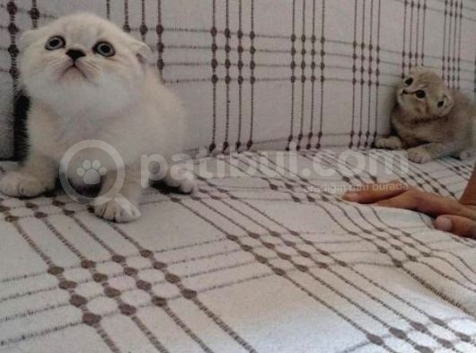 İstanbul Scottish Fold görsel