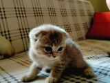 İstanbul Scottish Fold