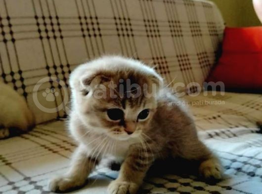 İstanbul Scottish Fold görsel