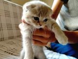 İstanbul Scottish Fold