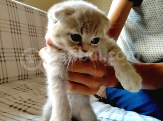 İstanbul Scottish Fold görsel