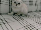 İstanbul Scottish Fold