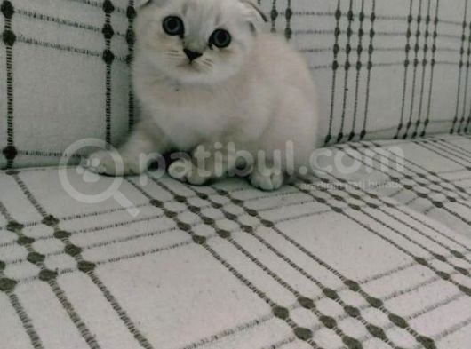 İstanbul Scottish Fold