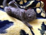 İstanbul Scottish Fold