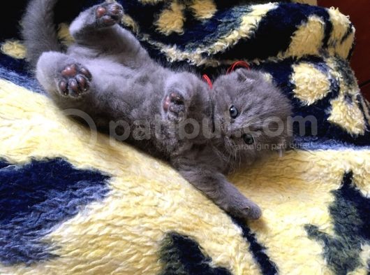 İstanbul Scottish Fold görsel