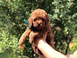 Safkan Toy Poodle Yavrularımız