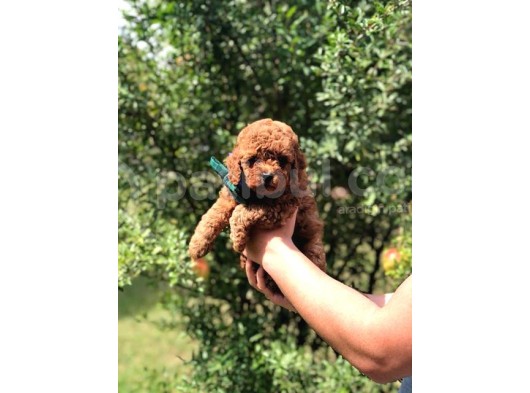 Safkan Toy Poodle Yavrularımız görsel