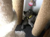 İstanbul Brittish Shorthair