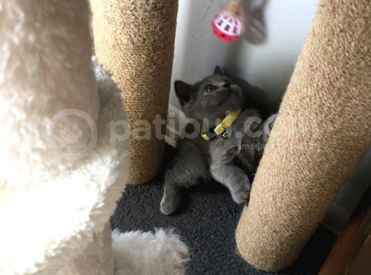 İstanbul Brittish Shorthair