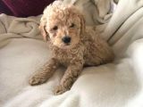 Safkan Toy Poodle Yavrularımız
