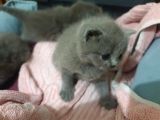 Orjinal British Shorthair Niğde