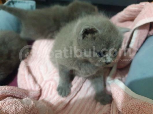 Orjinal British Shorthair Niğde görsel