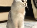 İstanbul British Shorthair