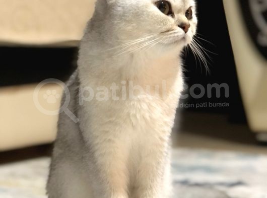 İstanbul British Shorthair görsel