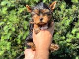 Safkan Yorkshire Terrier Erkek Yavrumuz