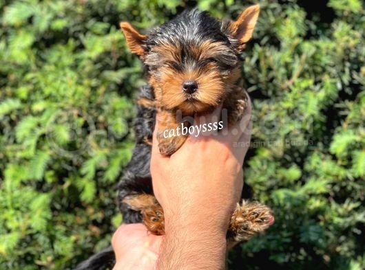 Safkan Yorkshire Terrier Erkek Yavrumuz görsel