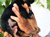 Erkek Dişi Doberman Yavrular