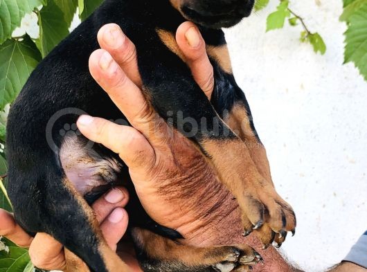 Erkek Dişi Doberman Yavrular görsel