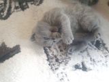 Orjinal British Shorthair Niğde