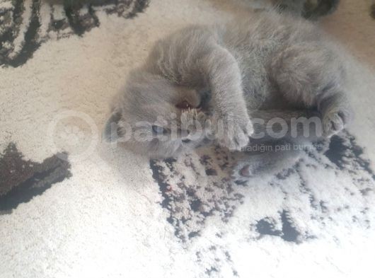 Orjinal British Shorthair Niğde