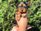 Mini Yorkshire Terrier Erkek Yavrumuz