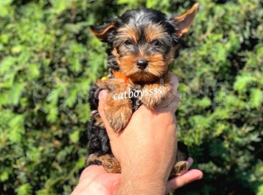Mini Yorkshire Terrier Erkek Yavrumuz görsel