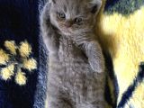 İstanbul Scottish Fold