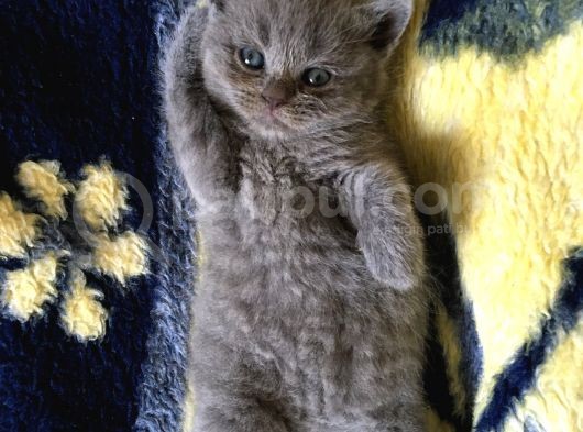 İstanbul Scottish Fold