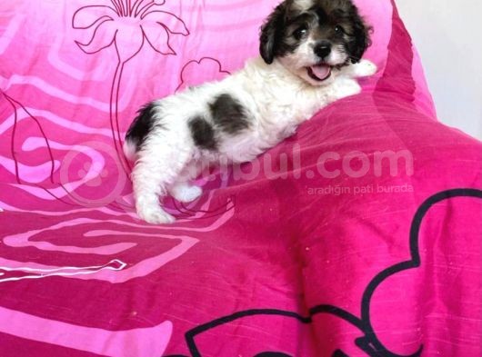 İstanbul Dişi Morkie