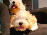 İstanbul 0 Numara Maltipoo Yavruları