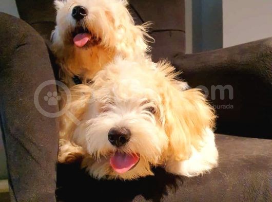 İstanbul 0 Numara Maltipoo Yavruları görsel
