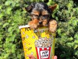 Mini Yorkshire Terrier Erkek Yavrumuz