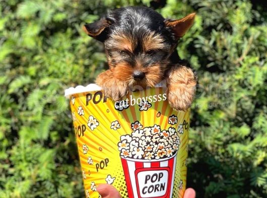 Mini Yorkshire Terrier Erkek Yavrumuz görsel