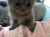 Scottishfold