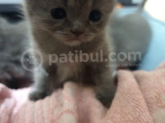 Scottishfold